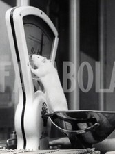 Foto Vintage Animali Regno Unito Topo in piedi su bilancia 1960 stampa 20x15 cm