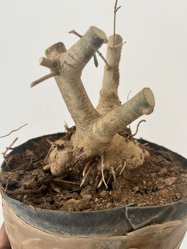 Bonsai olivastro pianta - , .pianta
