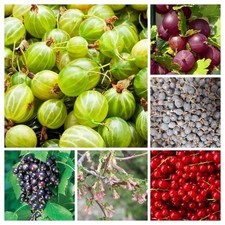 CONFEZIONE DI SPECIALI