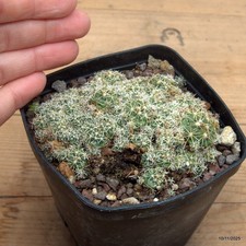 Coryphantha elephantidens Vaso 8 cm Cod.1011-18