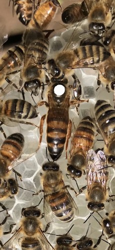 2026 carniolan honeybe - carniolan,