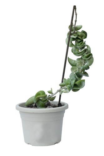 Pianta rampicante hoya - rampicante, di