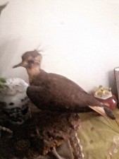 Sardegna tassidermia