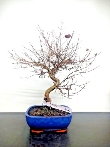Bonsai melograno vaso blu - vaso,