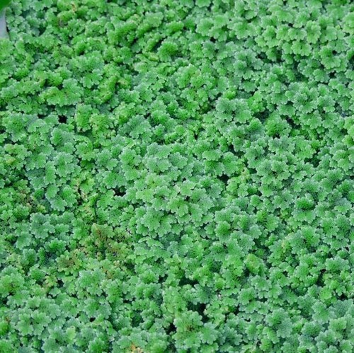 Azolla caroliniana 6x6cm - azolla,
