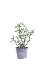 Pianta vera di Adenium Obesum