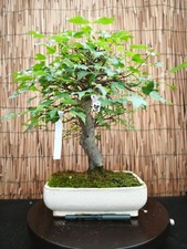 Bonsai di Acero Bergerianum h