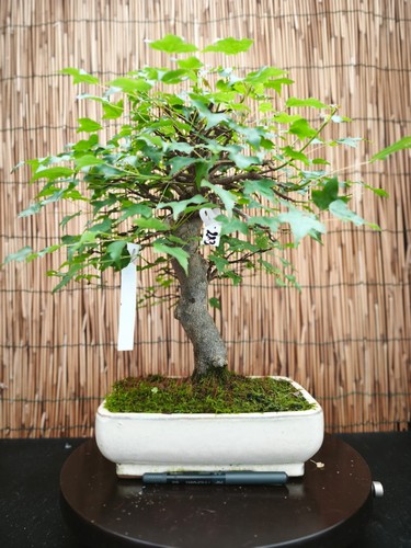 Bonsai acero bergerianum - bonsai,