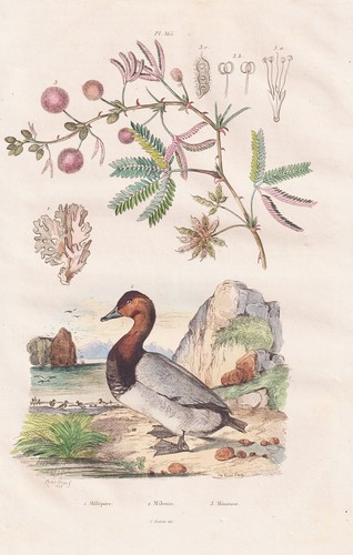 Anatre ducks mimosa uccello - anatre,
