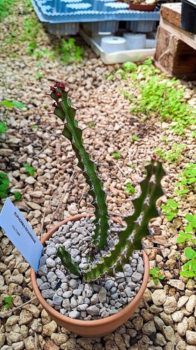 Euphorbia richardsiae