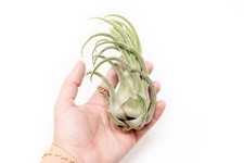 Large Tillandsia Seleriana Air