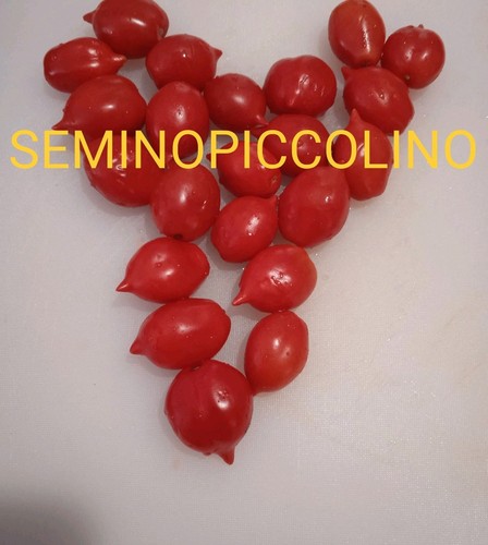 Semi pomodoro piennolo del - 25,