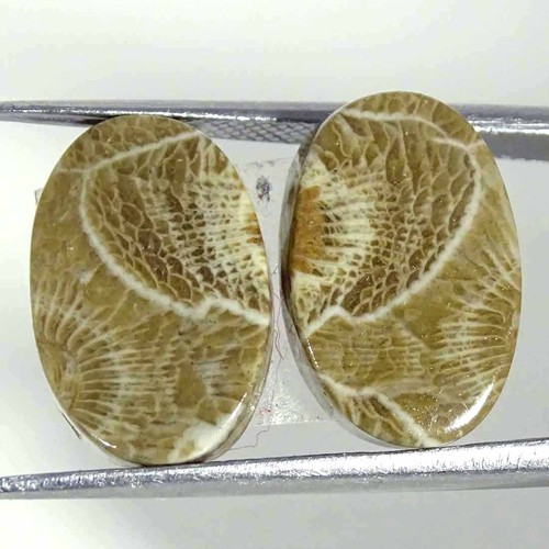 40cts corallo fossilizzato - 13.40cts,
