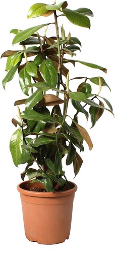 Magnolia grandiflora - magnolia,