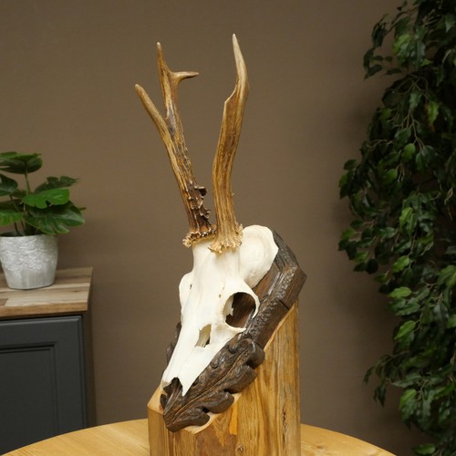 Rehbock corna cervo - rehbock,