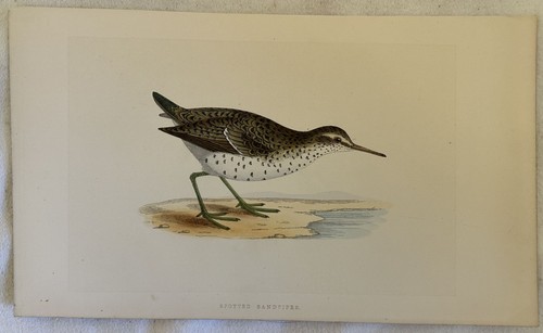 Morris spotted sandpiper - morris,