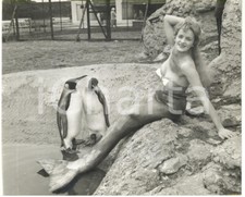 1960 CHESTER ZOO - Attrice Penny ASSERSON in costume da sirena posa con pinguini