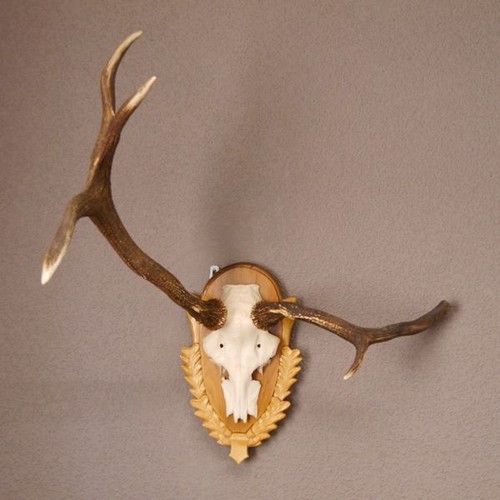 Cervo maschio con - cervo, corna
