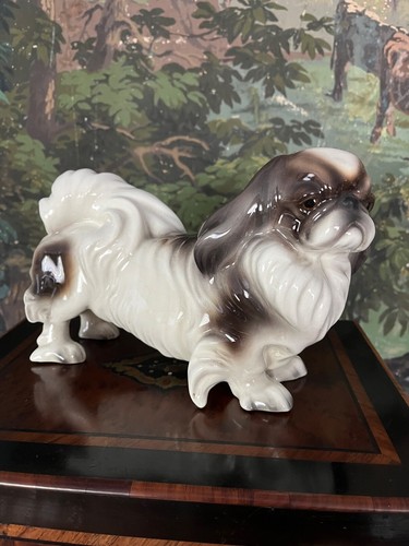 Cane pechinese in - ,