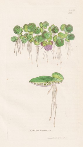 Lemna polirriza lente - , d'acqua