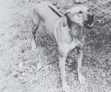 * Rhodesian Ridgeback "Snarl"