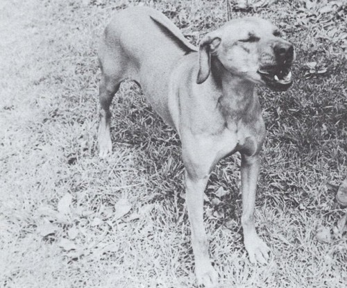 Rhodesian ridgeback snarl - *, "snarl"