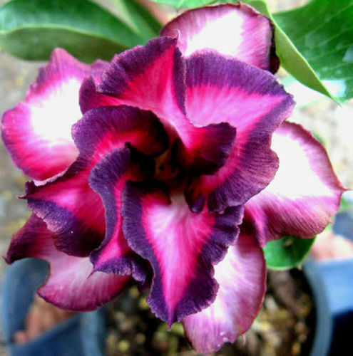 Semi rosa del deserto - rosa,