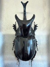Insetto - Megaceras stuebeli