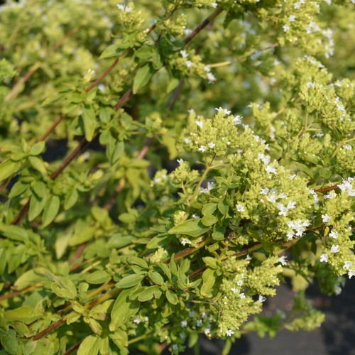Semi origano greco - 50,