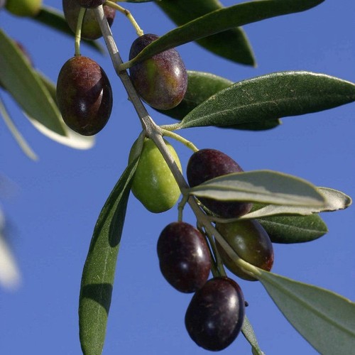 Pianta ulivo leccino - ulivo,