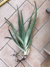 aloe Vera pianta 3 Anni +