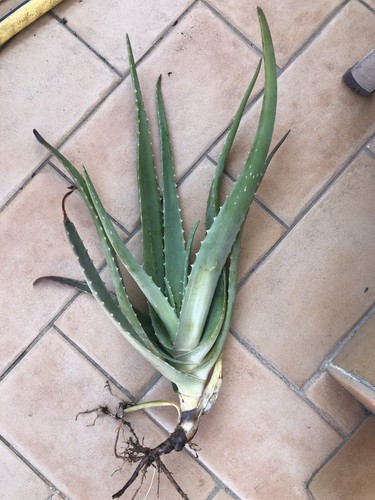 Aloe vera pianta anni - aloe, +