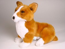 Pembroke Cucciolo Corgi