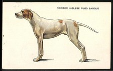 Puntatore Inglese Puro Sangue