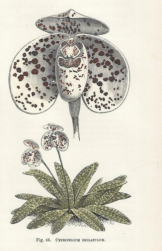 Stampa antica fiori orchidea - antica,