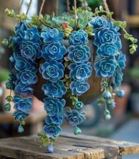 Sale2132 echeveria blue sky - blue,
