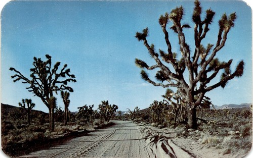 Joshua tree yucca - joshua,
