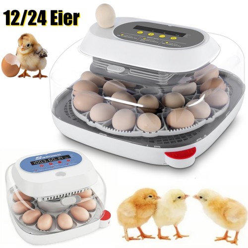 incubatrice uova gallina