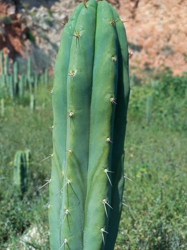 Bridgesii nocho - cm, 'nocho'
