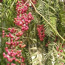 Albero di Schinus Molle, Falso