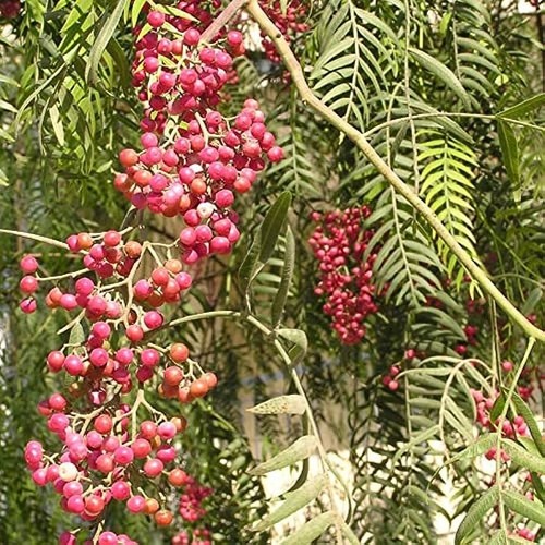 Albero schinus molle falso - schinus, molle,