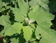 Album Chenopodium, quarti di
