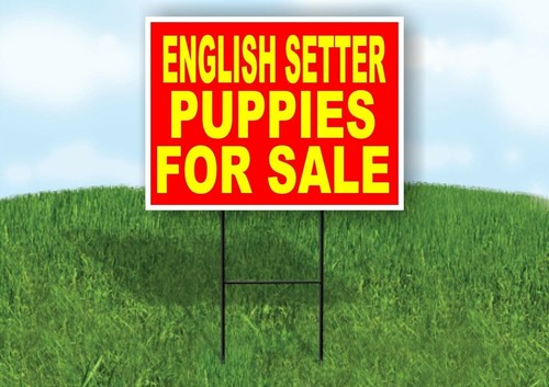 Setter inglese cuccioli - setter,