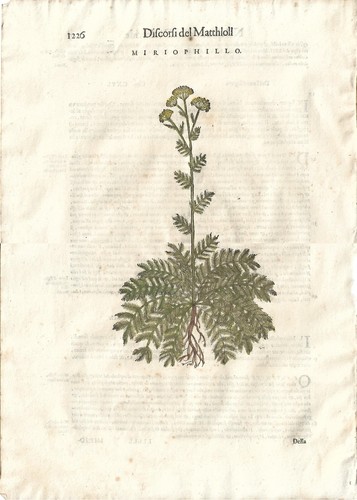 Stampa antica mattioli - stampa,