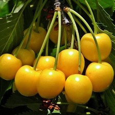Pianta frutto ciliegia - pianta, da