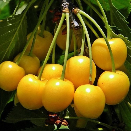 Pianta frutto ciliegia - pianta, da