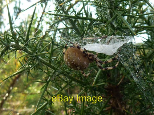 Photo 6x4 four spot orb - 6x4,