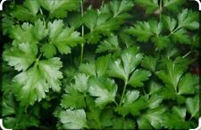  PREZZEMOLO COMUNE- PIANTA