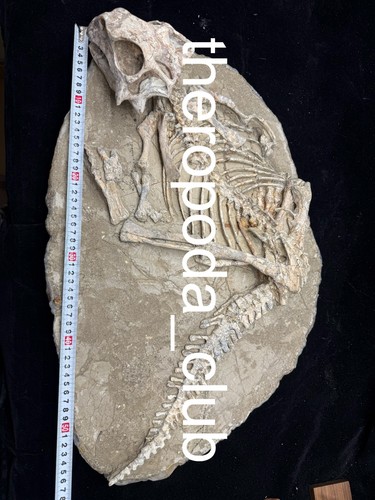 Scheletro fossile - , di