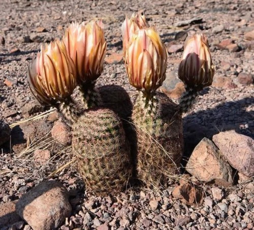 Echinocereus pectinatus